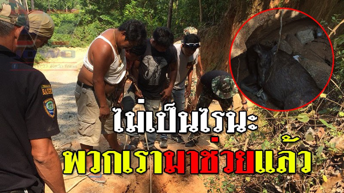 รวมแรงช่วยเหลือ ! ชาวบ้านเกาะพะงัน ร่วมแรงช่วย “กวางม้า” ตกหลุมข้างทาง อาการน่าเป็นห่วง (ชมคลิป)