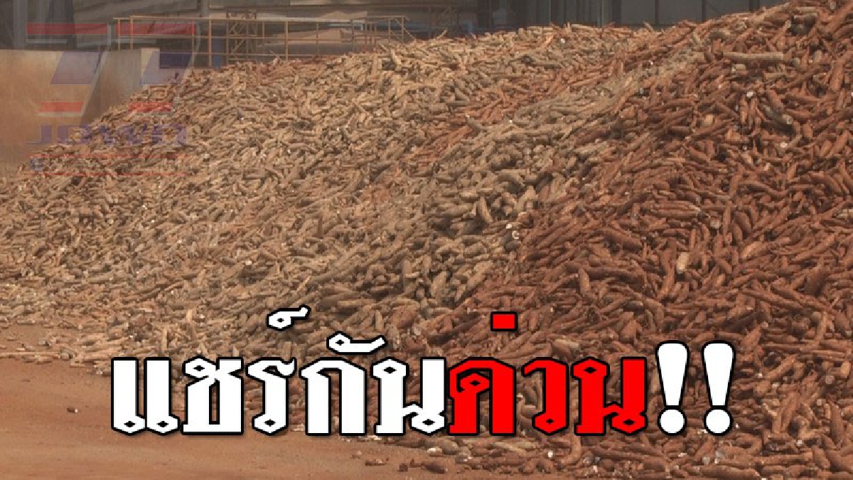 รีบแชร์ให้ไว ! มันสำปะหลังอาจแตะราคา ก.ก.ละ 3 บาทเร็วๆ นี้ แนะเกษตรกรทยอยเก็บเกี่ยวผลผลิต และเก็บท่อนพันธุ์ไว้เพาะปลูกต่อ (ชมคลิป)