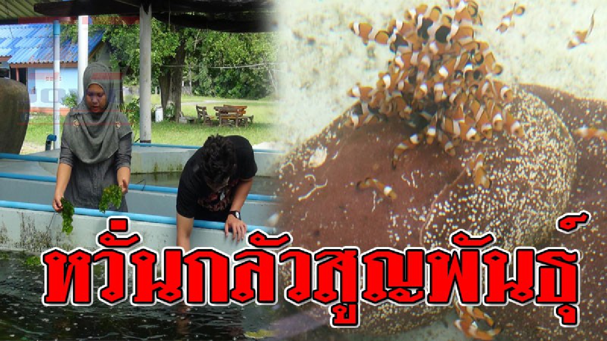 เราต้องช่วยกันไม่ให้หายไปจากทะเล ! วิกฤตปลาการ์ตูนส้มขาวในสตูล ส่อสูญพันธุ์ พบนักล่าแฝงมาในคราบนักท่องเที่ยวลักจับนำไปขาย