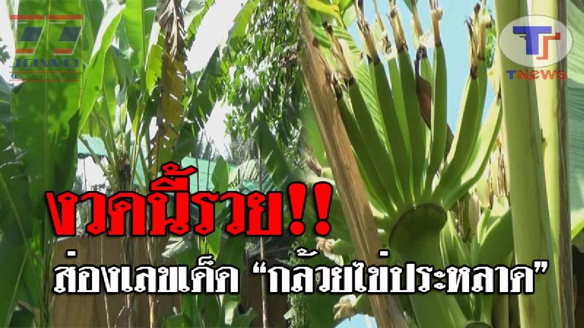 คอหวยห้ามพลาด..!! ส่องกันแบบด่วนๆ "กล้วยประหลาด" ลักษณะคล้ายพญานาค ออกกลางต้นตั้งตรงไม่เอียง งานนี้แห่ตีเลขเด็ด บอกเลยว่ามีเฮ!? (ชมคลิป)