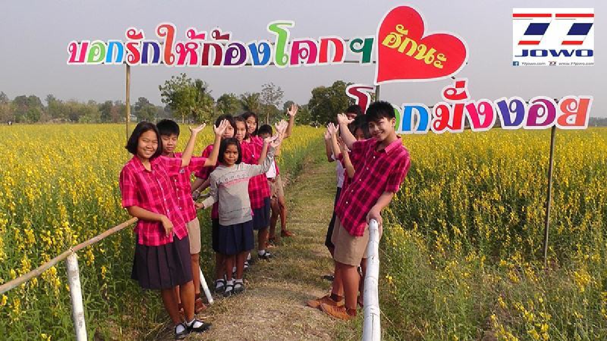 ชัยภูมิ ! เปิดแหล่งท่องเที่ยวแห่งใหม่ ชมทุ่งปอเทืองแห่งใหญ่ที่สุดในจังหวัด กว้างสุดลูกหูลูกตากว่า 2 หมื่นไร่ รับเทศกาลวาเลน์ไทน์ (ชมคลิป)