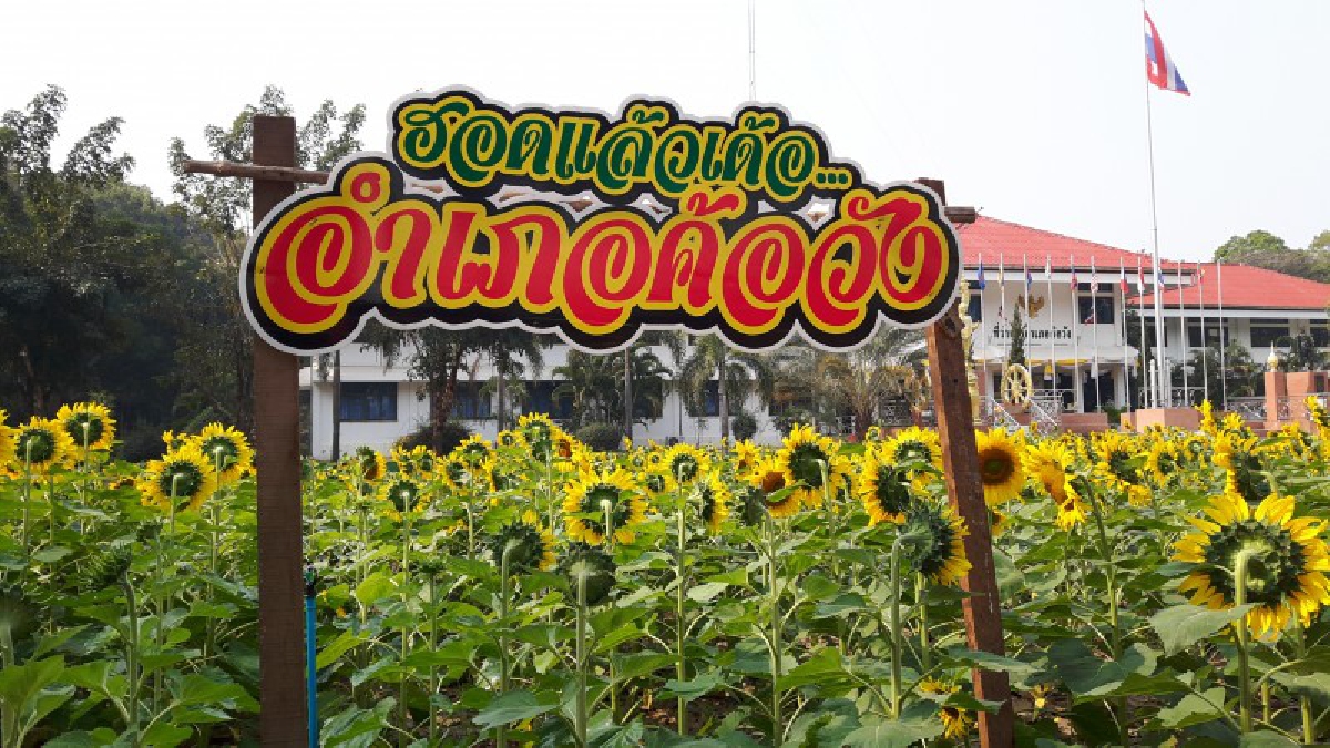 นักเที่ยวห้ามพลาด!! เตรียมกดซัดเตอร์กันแบบรัวๆ นายอำเภอค้อวังผุดหน้าที่ว่าการอำเภอเป็นทุ่งทานตะวัน รับเทศกาลวันวาเลนไทน์