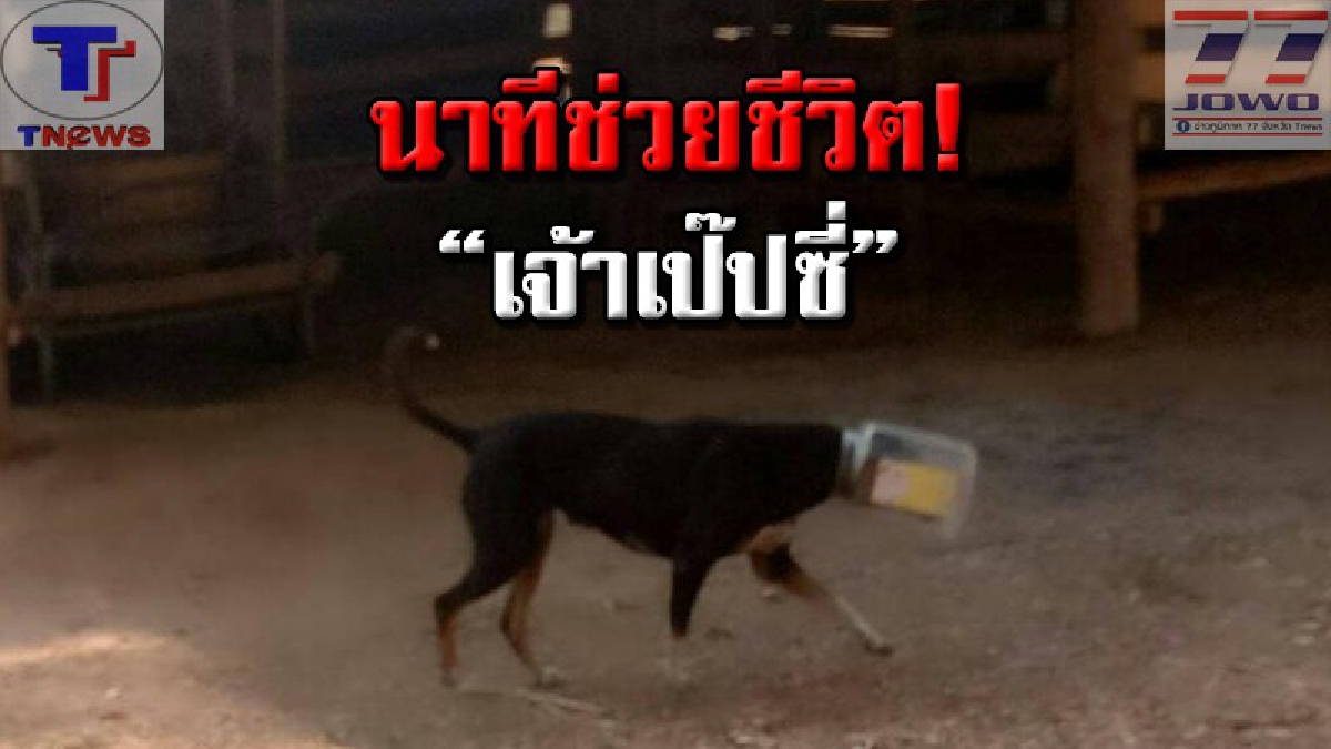 เปิดวินาทีชีวิต.."เจ้าเป๊ปซี่" หมาน้อยซุ่มซ่าม ถูกกระป๋องพลาสติกครอบหัว ติดแหง็กนาน 3 วัน งานนี้! กว่าจะจับได้ เล่นเอาวุ่น..(คลิปเหตุการณ์)