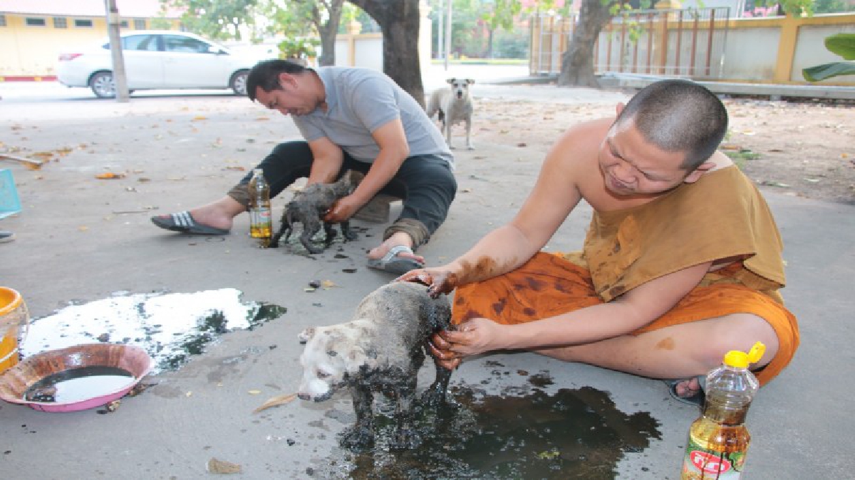 สงสารจับใจ ! พระลูกวัดเร่งช่วยกันทาน้ำมันพืชตามตัวลูกหมาที่โดนยางมะตอย  จนปลอดภัยแล้วทั้งคู่ (ชมคลิป)