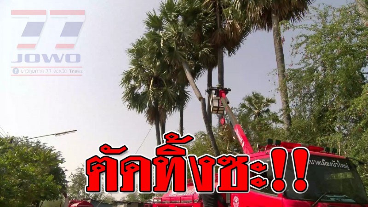 ได้รับการแก้ไข ! จากคลิปต้นตาลโค่น เกือบทับเด็ก ล่าสุดเทศบาลบัวใหญ่ ดำเนินการตัดต้นตาลเป็นที่เรียบร้อย..!??