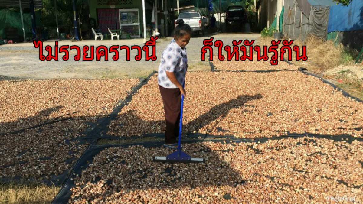 หมากแห้ง สร้างรายได้งาม!!!ชาวสวนยางเมือคอนพบทางออกทดแทนยางพารา–ปลูกหมากขายรายได้งามคนแห่ซื้อบางปี กก.ละ100 บาท ทำหมากแห้งส่งต่างประเทศ(คลิป)