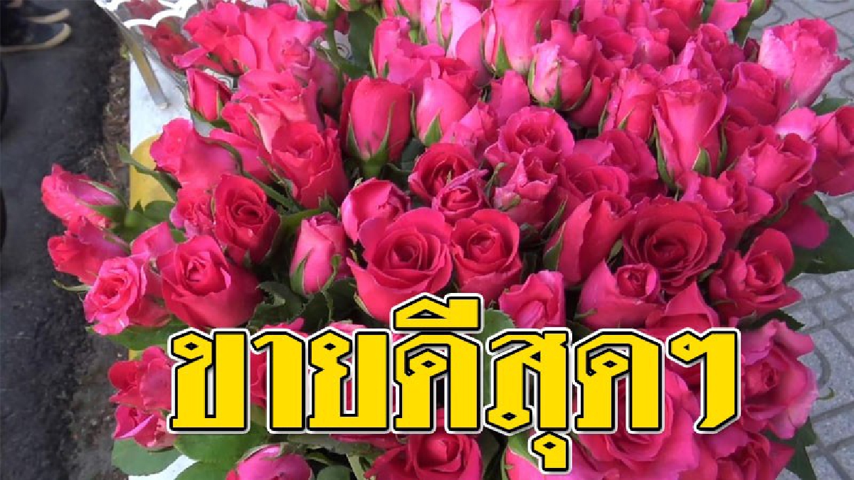 ดอกกุหลาบวันวาเลนไทน์ขายดี ! แม่ค้านำไปวางขายหน้าโรงเรียนนักเรียนแห่ซื้อดอกกุหลาบมอบให้เพื่อนๆเพียบ แม้ว่าราคาดอกกุหลาบจะแพงกว่าปีที่ผ่านมา