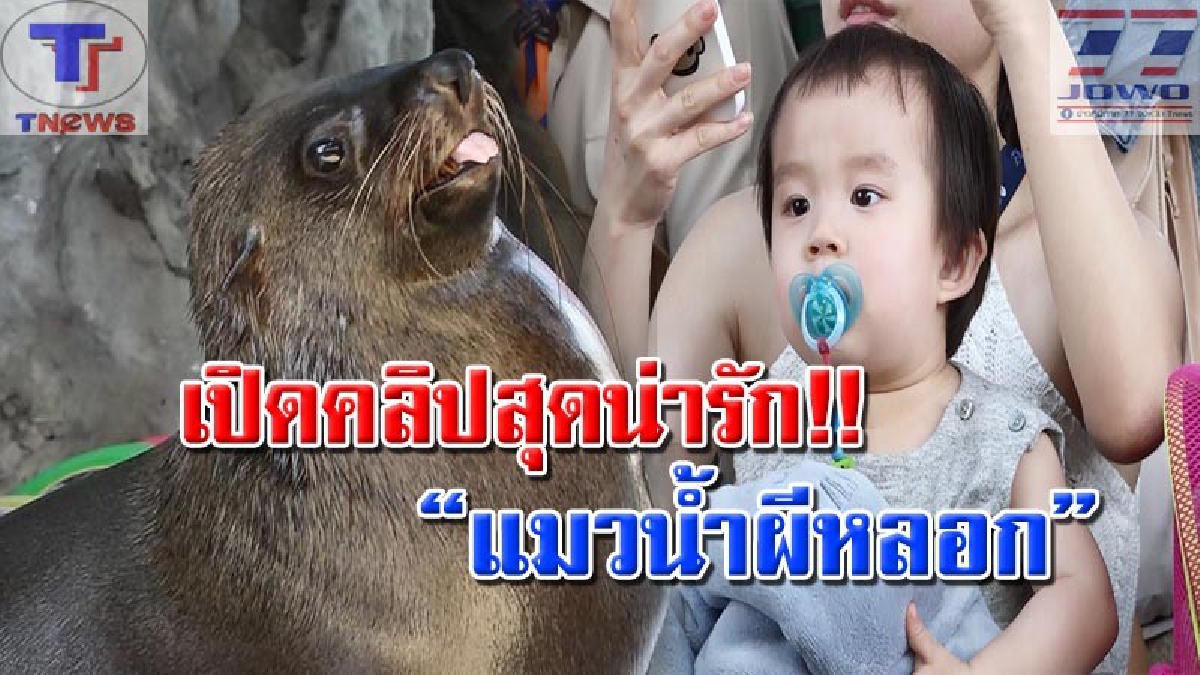 เปิดคลิป..ดูแล้วยิ้ม “แมวน้ำผีหลอก” ทำหนูน้อยตาค้าง สุดทึ่งกับความฉลาดแสนรู้ของสัตว์โลกน่ารัก (คลิป)