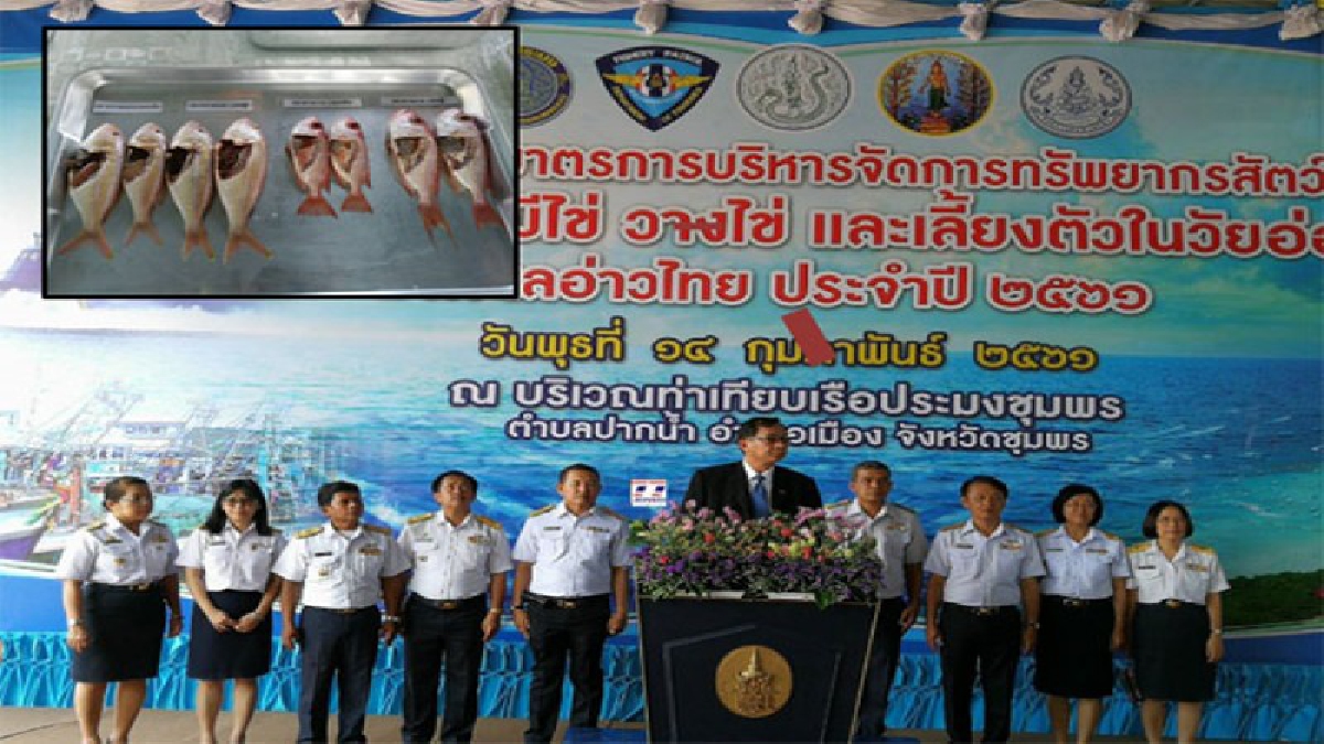 กรมประมงมอบความรักให้ท้องทะเลวันวาเลนไทน์ประกาศปิดอ่าวไทย 3 เดือน ให้ปลาทูท้องไข่วางไข่ หลังงานวิจัยระบุผลผลิตปลาทูเพิ่มขึ้น(มีคลิป)