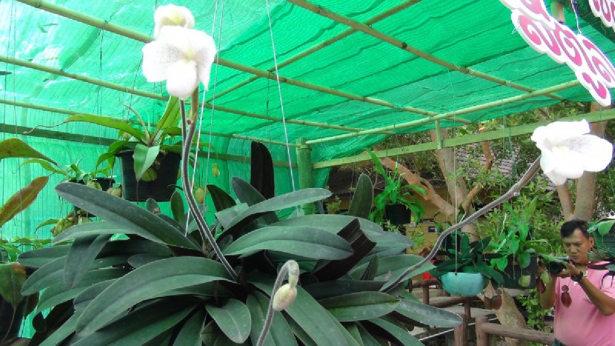 ชาวสตูลหวงแหนทรัพยากรธรรมชาติสวมใส่ชุดสีชมพู่ร่วมกิจกรรมอนุรักษ์ 14 ก.พ. เธอและฉันมาบอกรักษ์ขาวสตูลกันที่ เภตรา (ชมคลิป)