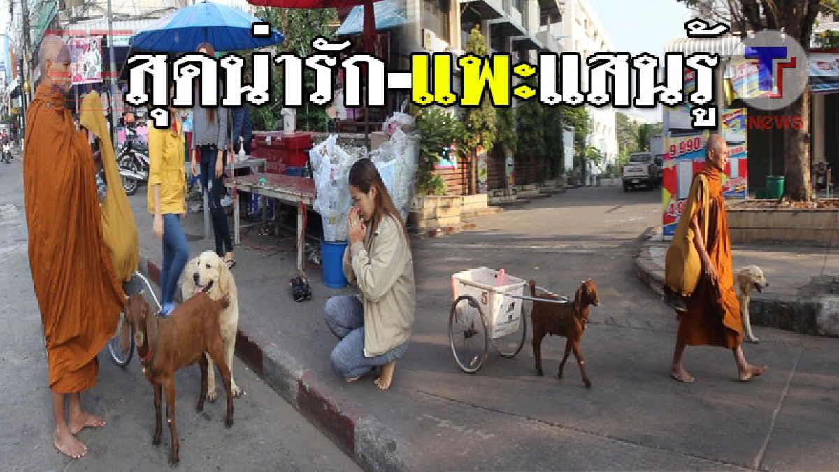 ความน่ารักของสัตว์โลก ! แพะแสนรู้ลากรถเข็น ออกช่วยหลวงตาบิณฑบาต แถมมีเจ้าตูบเป็นบอร์ดี้การ์ดให้กับแพะ (ชมคลิป)