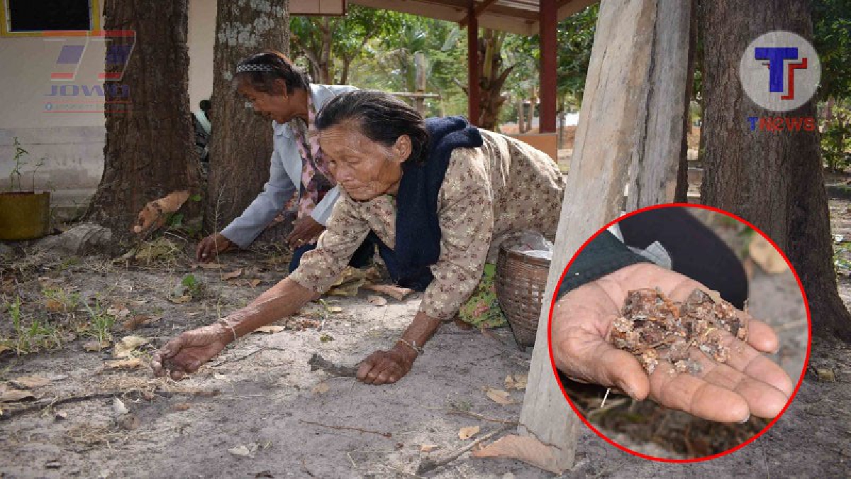 นาทีกอบโกย ! ชาวบ้านบ้านโพนสวางออกหาเก็บขี้ตกหรือยางจากต้นพลวงและต้นยางในป่าแถวหมู่บ้าน ทำกระบองจุดไฟสร้างรายได้