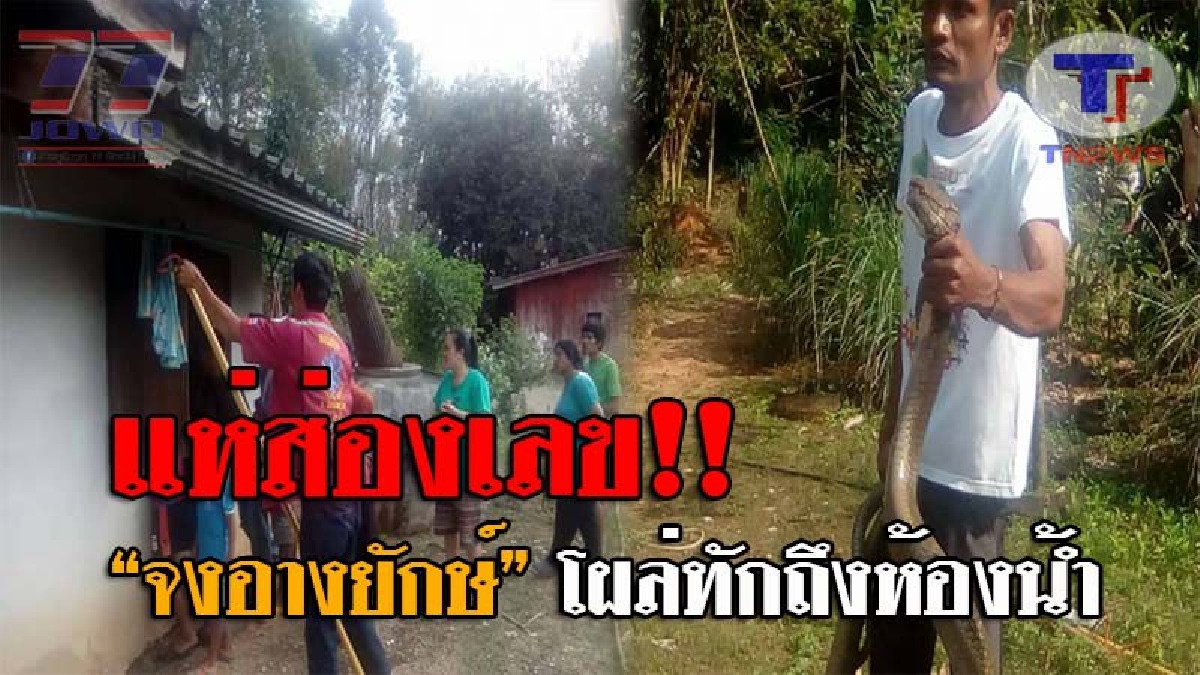 เล่นเอาขี้หดตดหาย..!! ชาวบ้านกำลังจะเข้าห้องน้ำ ถึงกับนั่งไม่ลง หลังเจอจังๆ "งูจงอางยักษ์" หนักกว่า 10 กก. ดูใกล้ๆทำเอาขนลุก..ตัวมันใหญ่มาก?