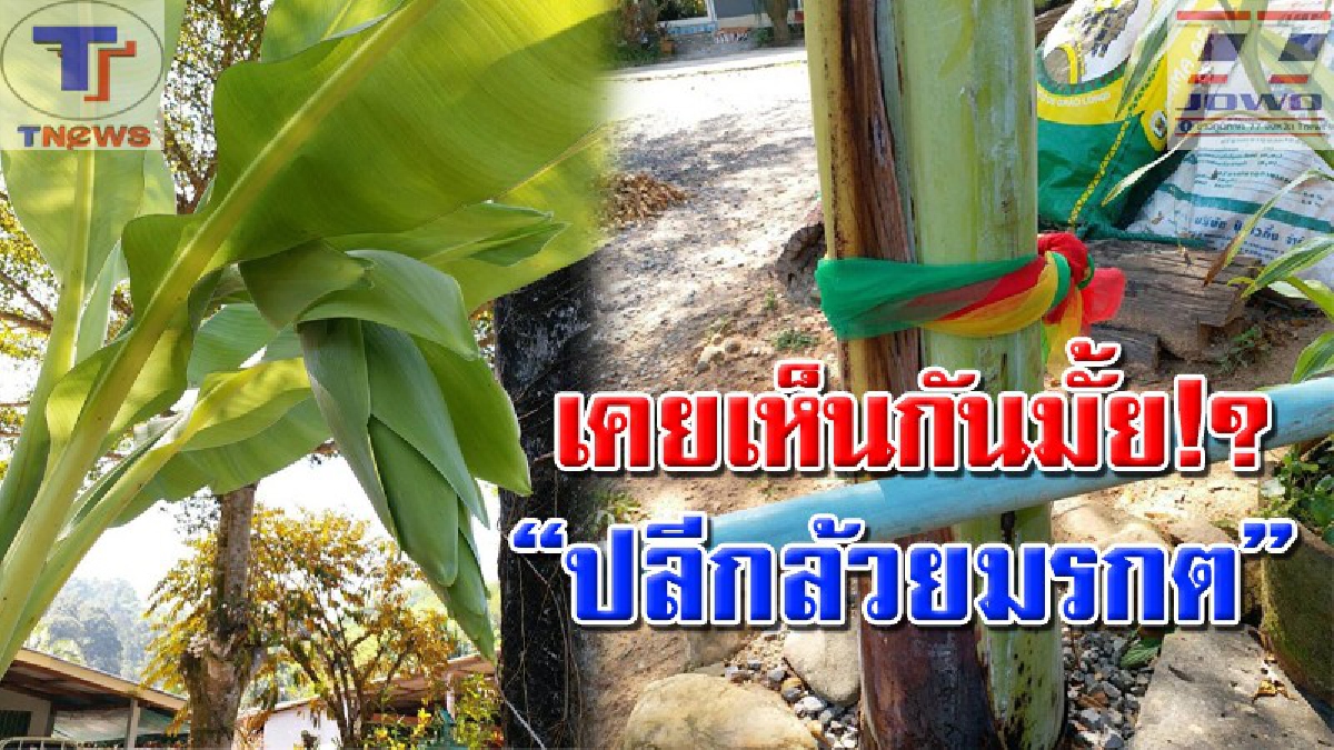 เกิดมาไม่เคยพบเคยเห็น !! กล้วยประหลาด "ออกปลีสีเขียวมรกต" เจ้าของเชื่อ! โผล่มาให้โชคลาภ ทำอะไรก็ขึ้น เงินไม่ขาดมือ