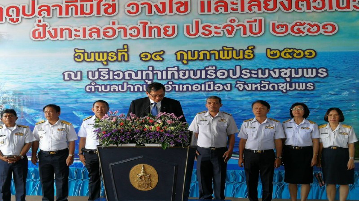 ชุมพร-140261-กรมประมงมอบความรักให้ทะเลวันวาเลนไทน์ปิดอ่าวไทยปลาทูวางไข่(ชมคลิป)