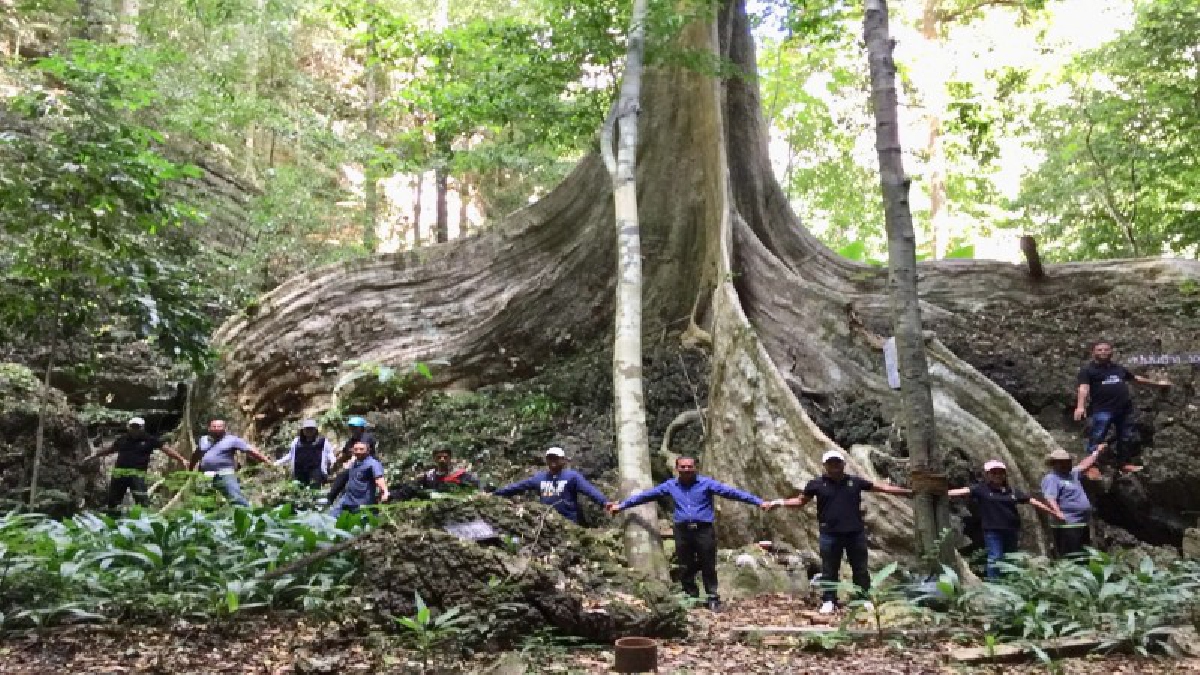ตะลึงทุกสายตา ! พบ &ldquo;ต้นมันช้าง&rdquo;ขนาดใหญ่ยักษ์  60 คนโอบ อายุกว่า 100 ปี คล้ายเจดีย์ทรงระฆังคว่ำเหมือนพระบรมธาตุเจดีย์เมืองคอน (ชมคลิป)