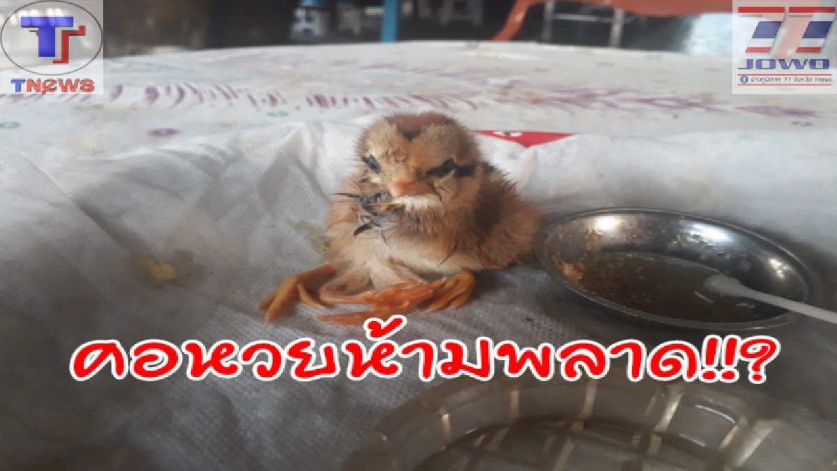 คอหวยห้ามพลาด!!!? ลูกเจี๊ยบสุดประหลาด มี 4 ขา และมีชีวิตปกติ ชาวบ้านแห่ตีหวยยยกใหญ่ (ชมคลิป)