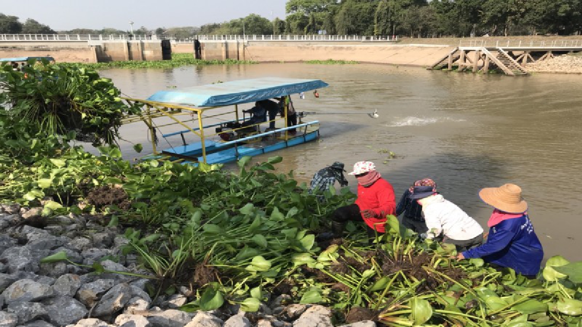 โครงการส่งน้ำฯพลเทพ เร่งกำจัดผักตบชวา ป้องกันขยายพันธุ์ขวางทางส่งน้ำเข้าคลอง