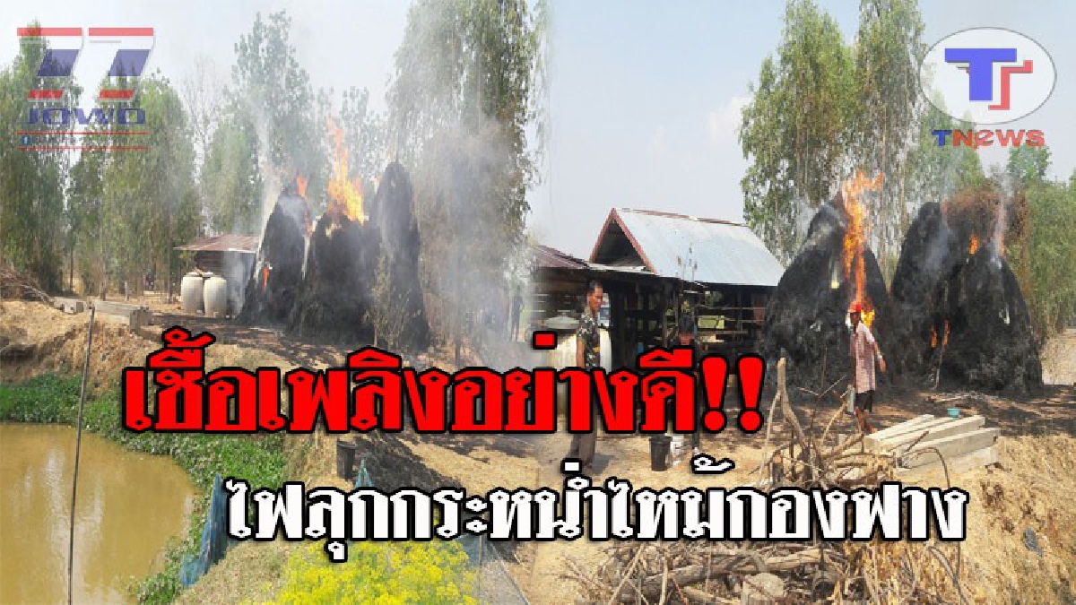 พระเจ้าช่วย..แตกตื่นกันทั้งบาง !! ไฟลุงโหมกระหน่ำ กองฟางขนาดใหญ่ อยู่กลางทุ่งทำ วัว-ควายนับสิบตัว แตกตื่นหนีตายกันจ้าระหวั่น!? (ชมคลิป)