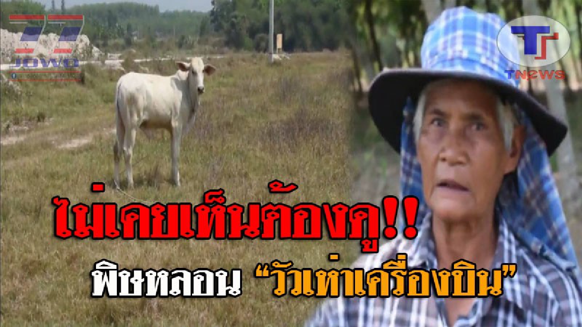 ฮือฮา..โคตรแปลก !! งานนี้มีอึ้ง "วัวเห่าคอปเตอร์" หลังโดนสุนัขบ้ากัด เจ้าของกล่าวขำๆ เพิ่งเห็นครั้งแรก-แปลกดี ด้านปศุสัตว์ รุดคุมต้นเหตุ!?