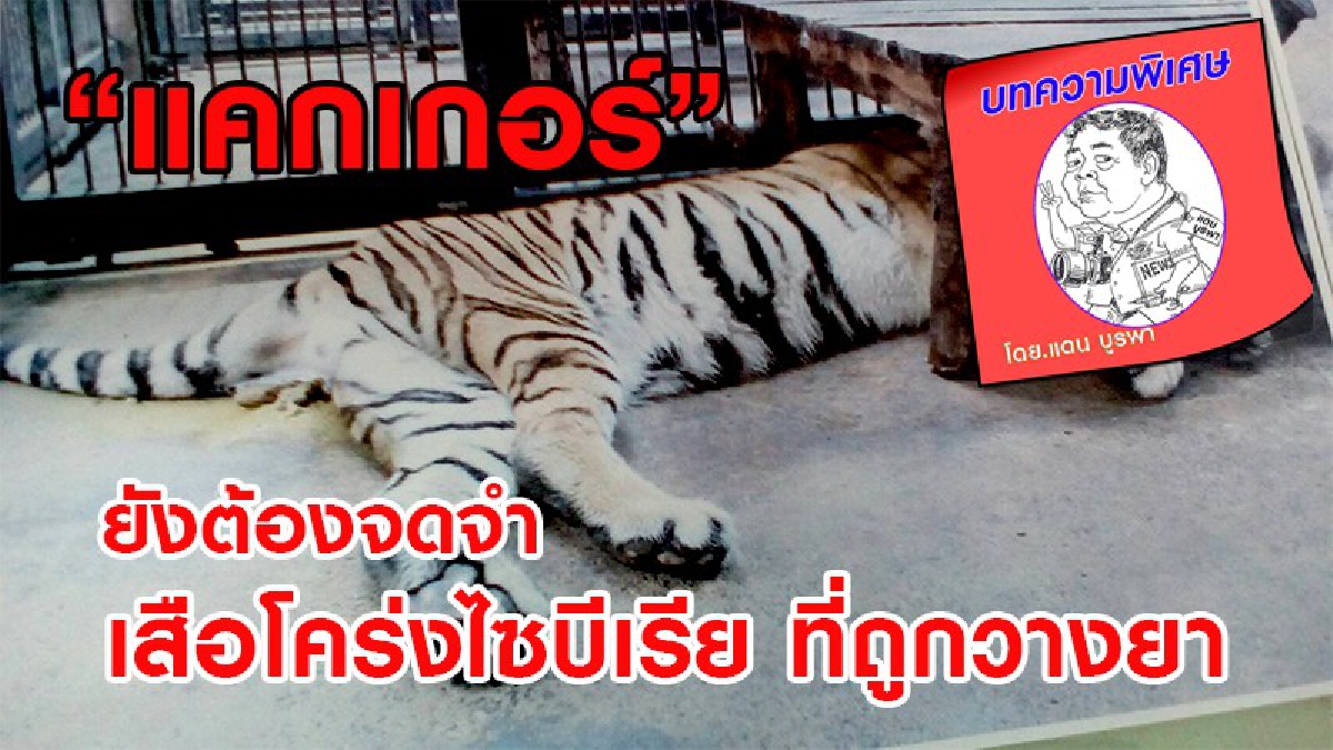 ข่าวเสือดำ..ยึดหัวหาดมา 1 อาทิตย์เต็มๆแต่มีเสืออีกตัว...ที่ถูกวางยาฆ่า..ในสวนสัตว์..ในประเทศไทยอีกตัว เรื่องกลับเงียบ.....!!!!
