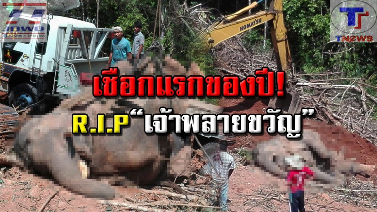 เขาหัวโล้นทำพิษ!! "พลายขวัญ" ช้างแสนรู้เมืองตรังล้มแล้ว เชือกแรกในรอบปี คาดเพราะอากาศร้อนจัด หลังเจ้าของเพิ่งโค่นต้นยางเพื่อปลูกใหม่ (คลิป)