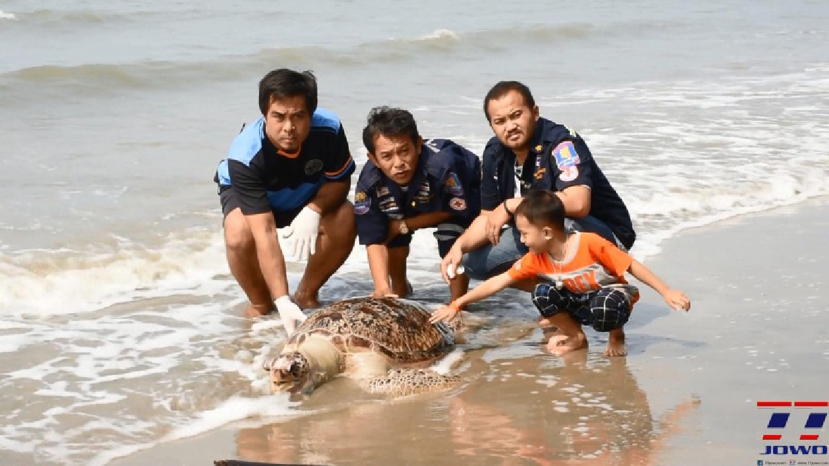 ชาวประมงพบเต่าตนุขนาดใหญ่ ตายเกยชายหาด ประสานเจ้าหน้าที่ศูนย์วิจัยและพัฒนาทรัพยากรทางทะเลและชายฝั่ง มาทำการตรวจสอบ (ชมคลิป)
