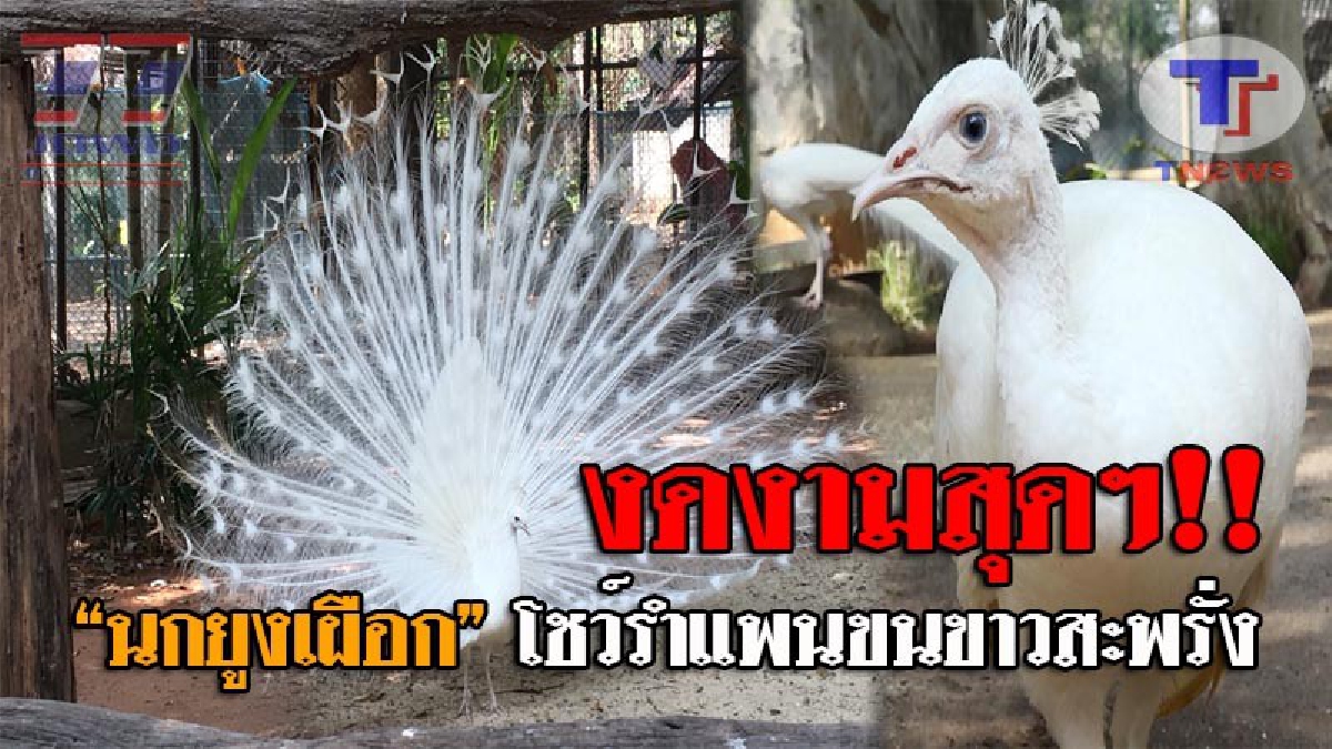 เคยเห็นกันหรือยัง..!? ทำเอาทึ่งสุดๆ "นกยูงเผือก" ที่สุดของความสวยงาม หลังโชว์รำแพนขนขาวสะพรั่งทั้งตัว งานนี้ทำนนท.ต่างตื่นตาตื่นใจ (ชมคลิป)