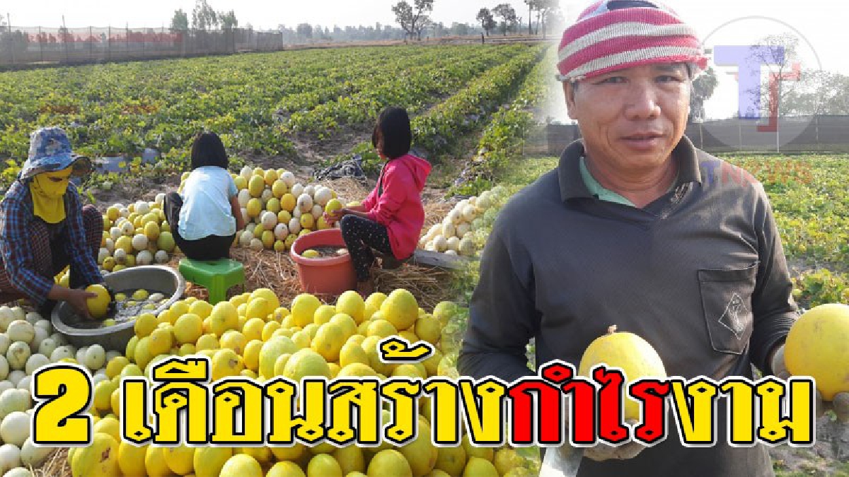 ทำเงินได้เร็ว..ถึงกับต้องแย่งกันซื้อ!! เกษตรกรแห่ซื้อ "แคนตาลูปพันธุ์สีทอง" พืชอายุสั้น เพียงแค่ 2 เดือนเก็บขายรายได้งาม..!??