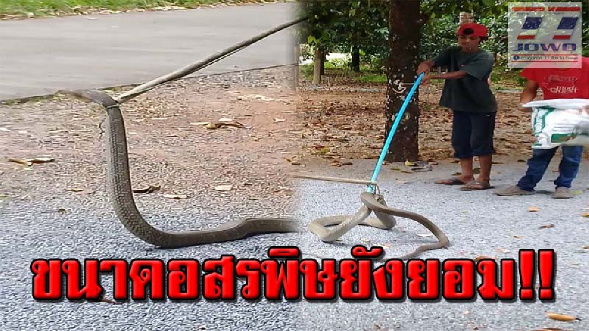 เจ้าแห่งอสรพิษยังสิ้นท่า..! จงอางยาว 4 เมตร เสียท่าให้หมาบ้าน 3 ตัว หลังถูกรุมเห่า เจ้าของบ้านตกใจตื่น ออกมาดูถึงกับผงะ โร่แจ้งกู้ภัยช่วยจับ