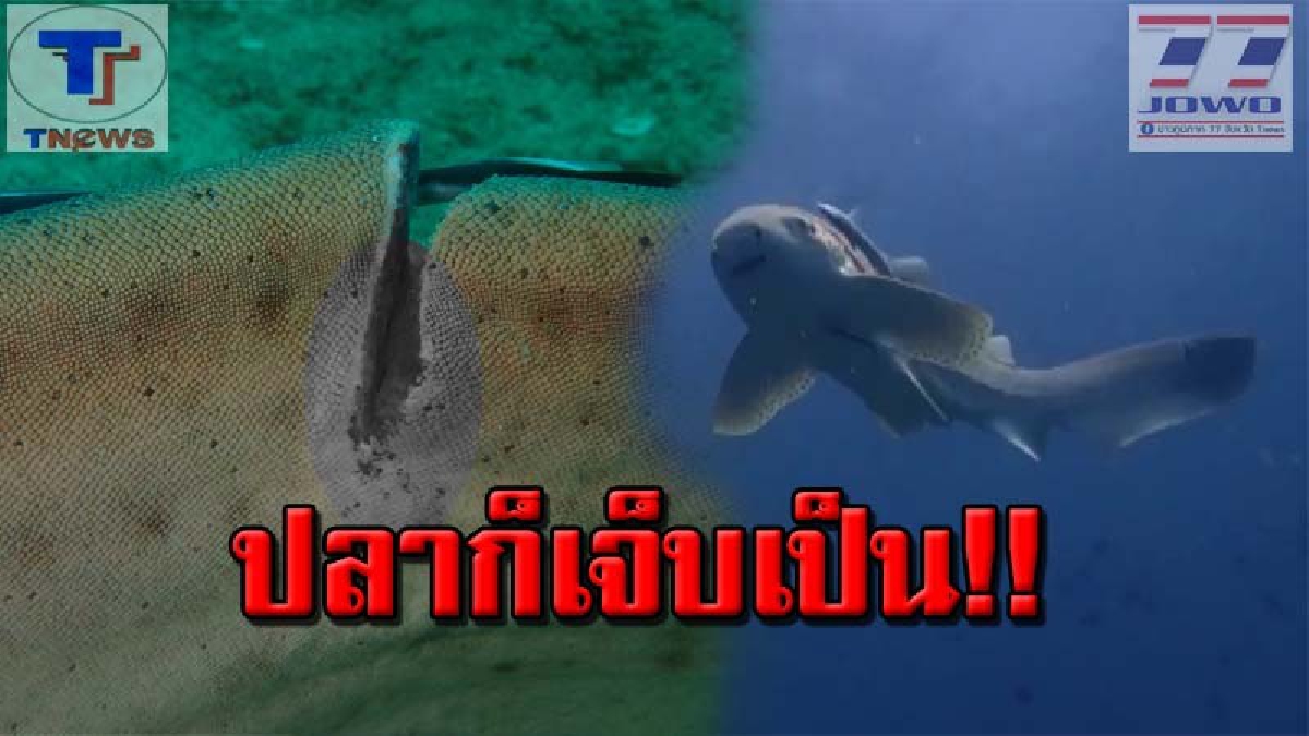 สลด !! นักดำน้ำเกาะพีพี พบฉลามเสือดาวบาดเจ็บ ว่ายน้ำอ่อนแรงกลางทะเล คาดถูกใบพัดเรือจนเป็นแผลฉกรรจ์ (คลิป)