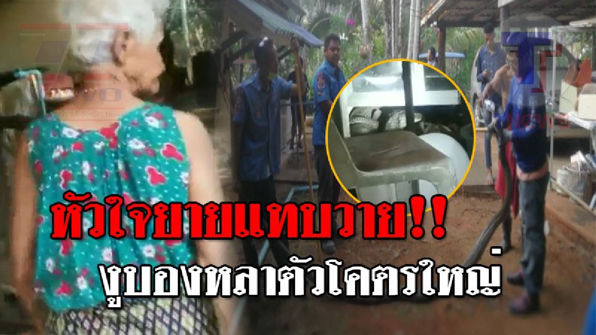 โอ้แม่เจ้า..ตัวโคตรใหญ่ ! ยายวัย70 ช็อคตาตั้ง หลังเจอ "งูบองหลายักษ์" ยาว 5 เมตร หนักเกือบ 20 กก. ซ่อนตัวสุดเนียน งานนี้มีเผ่นกระเจิง!?
