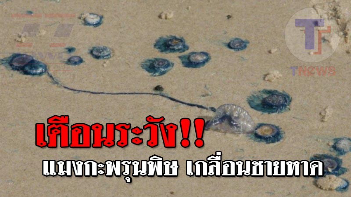 เตือนเลี่ยงลงเล่นน้ำทะเล..!! พบแมงกะพรุนพิษ บริเวณชายหาดชลาทัศน์-ทะเลแหลมสมิหลา ทำนทท.บาดเจ็บ 23 ราย อาการหนัก 1 ราย (ชมคลิป)