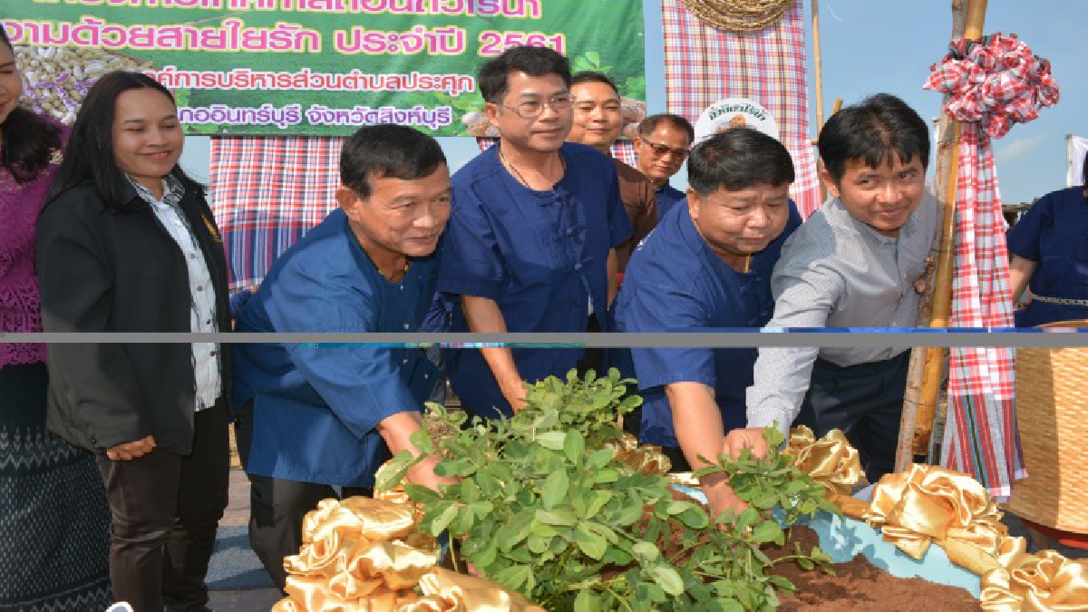 อบต.ประศุก จัดงานเทศกาลถอนถั่วไร้น้ำ ทางเลือกใหม่ของเกษตกรในช่วงฤดูแล้ง