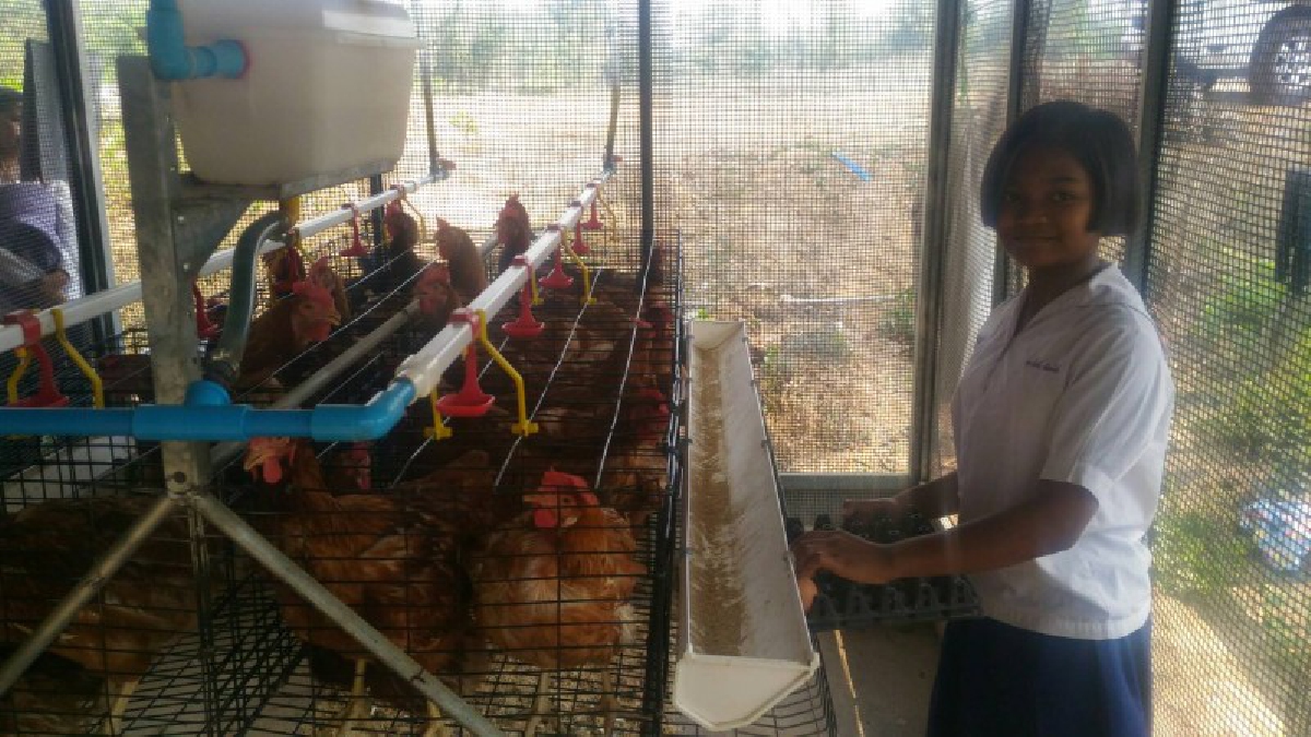 บุรีรัมย์ สลดเด็กหญิง 11 ปีเรียนดีแต่ยากจน อาศัยอยู่กับพ่อพิการกับคอกไก่