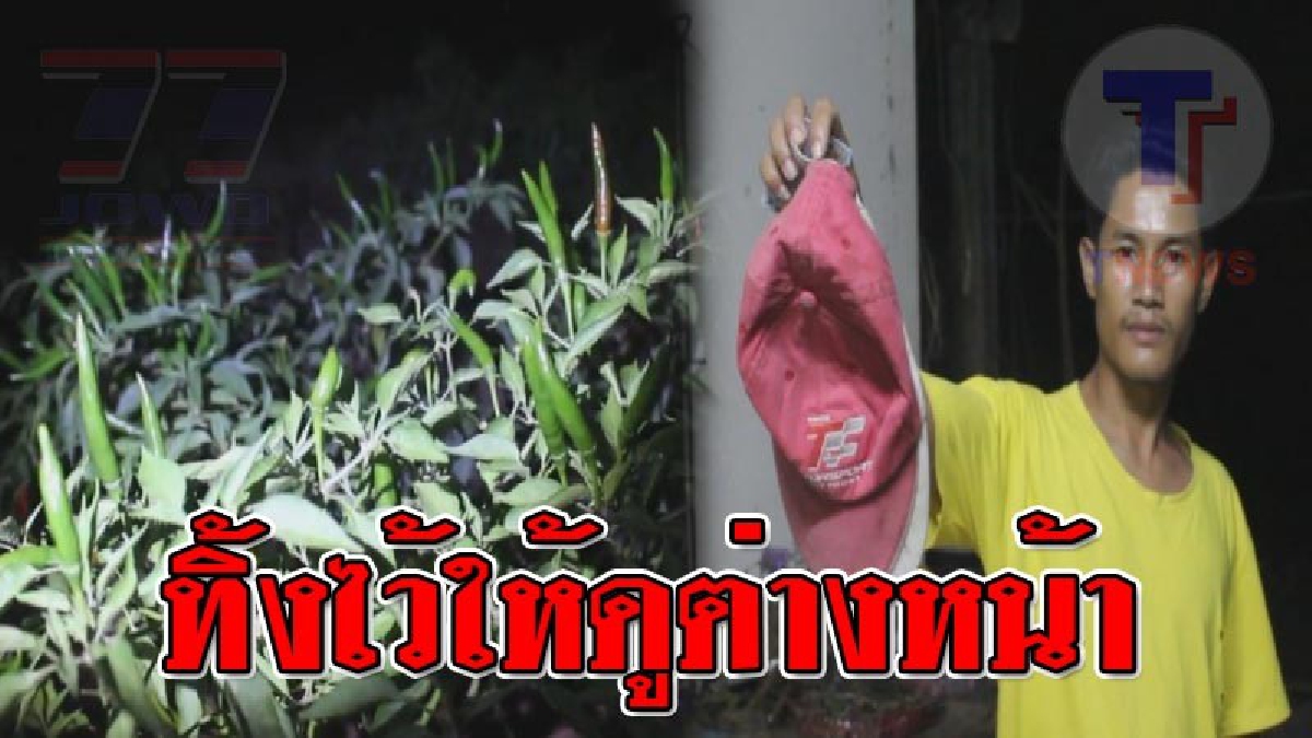 นาทีนี้อะไรก็โดนขโมย ! สุดช้ำใจ ปลูกพริกไว้หวังขาย แต่สุดท้ายกลายเป็นแค่ฝัน โดนโจรใจชั่วขโมยไปเกลี้ยงแถมทิ้งหมวกไว้ให้ดูต่างหน้า..!?? (คลิป)