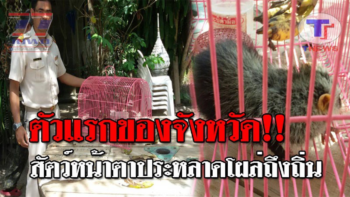 ฮือฮากันทั้งจังหวัด..!! พบสัตว์หน้าตาประหลาด ลักษณะตัวคล้ายหนู ปากคล้ายจมูกหมู หน.เขตรักษาพันธ์ป่าเผย เป็นครั้งแรกที่พบใน จ.กระบี่!? (คลิป)