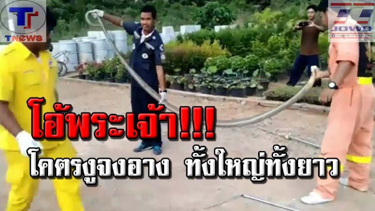 แล้งนี้..กระบี่ระทึก!! งูยักษ์ออกหากินเพียบ พบวันเดียว 5 ตัวรวด จนท.เตือนระมัดระวัง ล่าสุดเจอตัวนี้! ใหญ่ยาวเกือบ 4 เมตร (คลิป)
