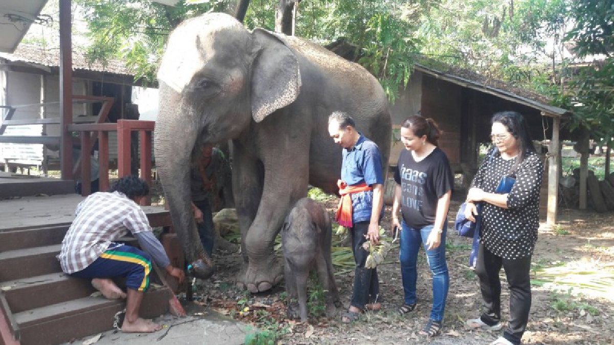 ปางช้างไทรโยคเฮ แม่ช้างต๊อกแต๊ก ดาราดัง ให้ลูกช้างพังน้อย