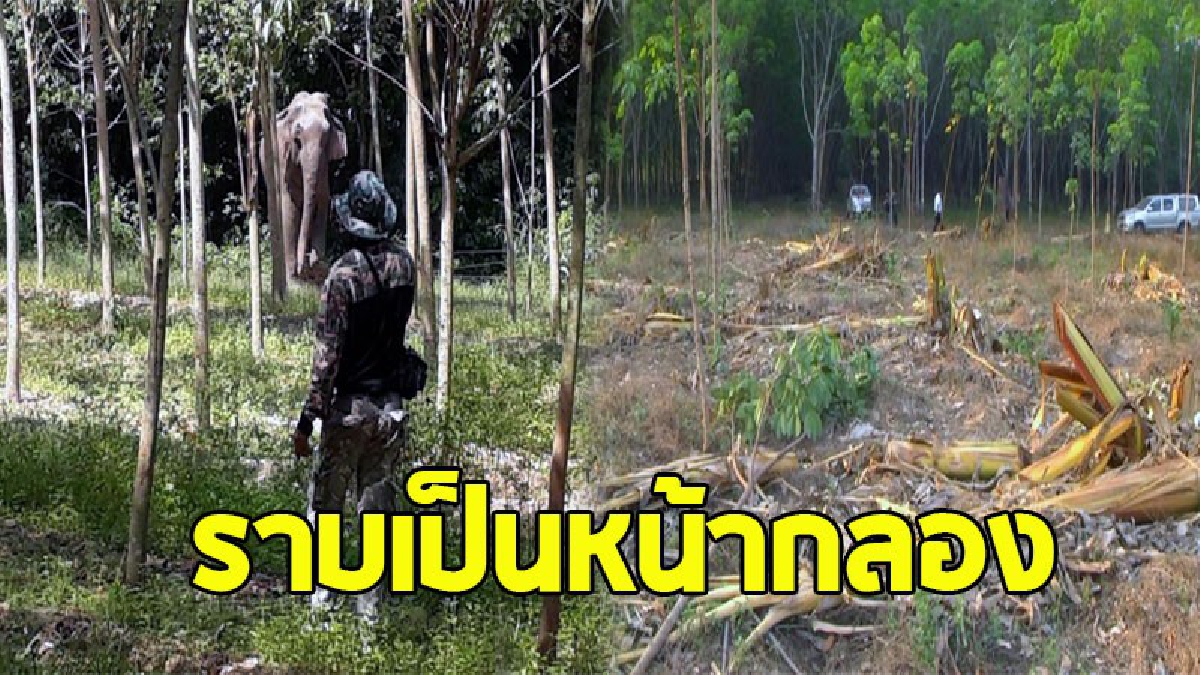 ช้างป่ากว่า 20 ตัวบุกบนภูวัวแล้ง ลงมากินต้นกล้วยพร้อมทำลายสวนยางเสียหายกว่า 20 ไร่ ชาวบ้านผวา..ไม่กล้าเข้าสวน (ชมคลิป)