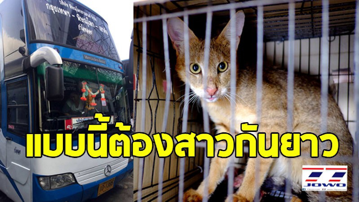 ลูกชายตัวแสบ ซื้อขาย"เสือกระต่าย"สัตว์ใกล้สูญพันธุ์ ผ่านเฟซบุ๊ก-ไลน์ โอนเงินเข้าบัญชีแม่ นำกำลังบุกค้นบ้าน อึ้งหนัก..นี่ไม่ธรรมดาซะแล้ว