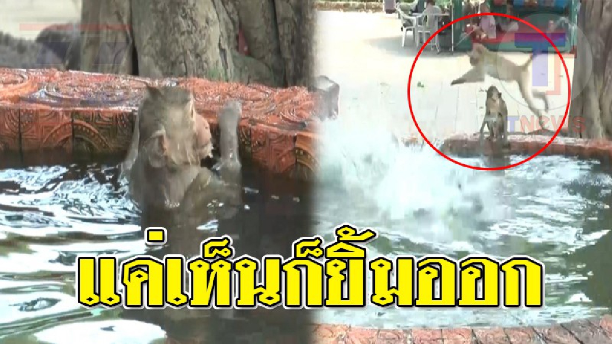 สัตว์โลกน่ารัก ! อากาศที่ร้อนในช่วงนี้พามาชมความน่ารักของฝูงลิงศาลพระกาฬ กระโดดน้ำคลายร้อนทั้งวัน (ชมคลิป)