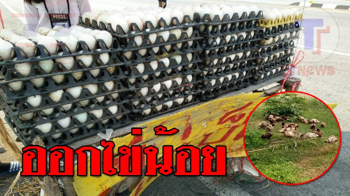 ก้มหน้ารับ..ความเจ็บปวด ! ทุกข์ของคนขาย "ไข่เป็ด" อากาศร้อน ทำเป็ดออกไข่น้อย ราคาปรับสูงขึ้น (ชมคลิป)