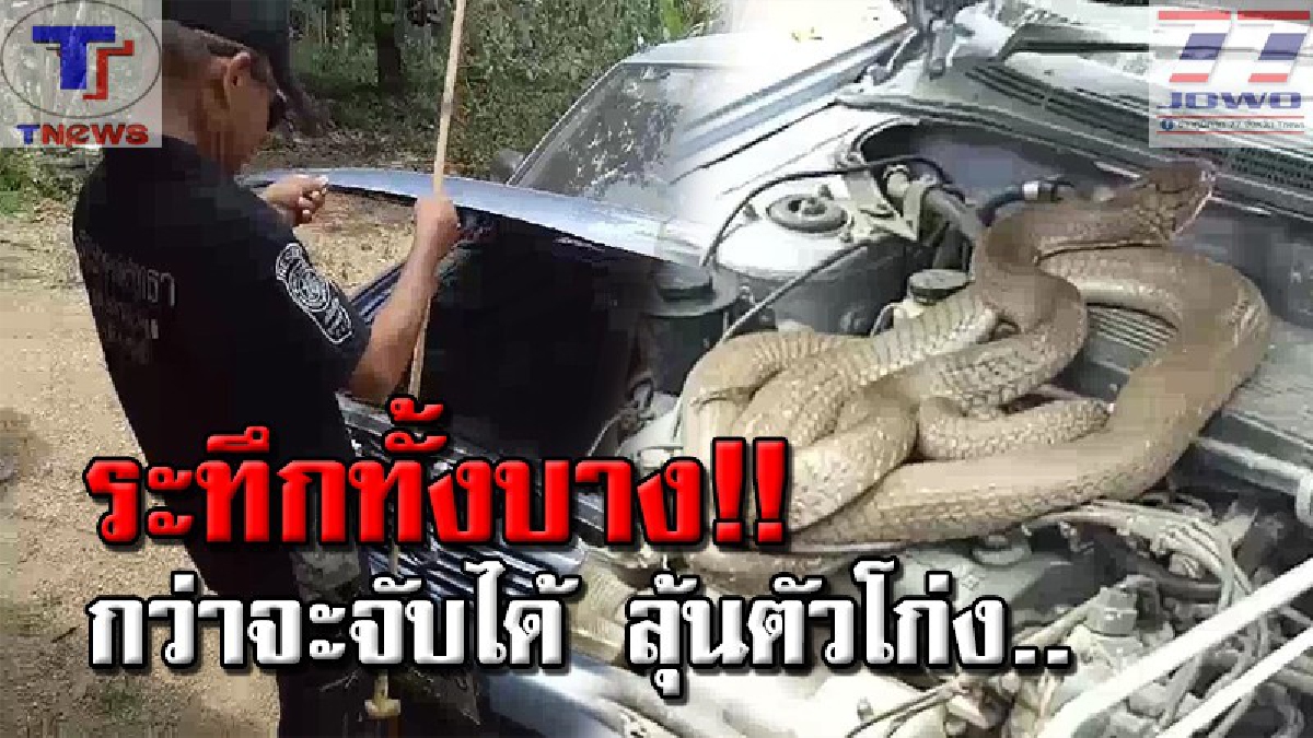 ลุ้นเ_ี่ยวเหนียว !! เปิดคลิประทึก วินาทีกู้ภัยจับงูบองหลา ขณะนอนขดอยู่บนเครืองยนต์ หลังเจ้าของรถเปิดฝากระโปรงหน้าเพื่อตรวจเช็ค (คลิป)