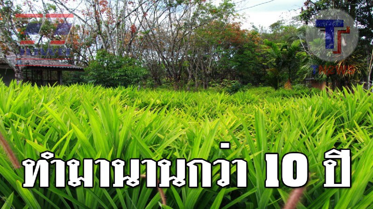 ส่วนหนึ่งของชีวิต ! เกษตรกรปลูกเตยหอมมานานกว่า 10 ปี นำไปขายรายได้ดี จนส่งลูก 2 คนเรียนจบปริญญาตรี โดยเฉพาะช่วง "วันพระ" จะขายดีมาก..!?