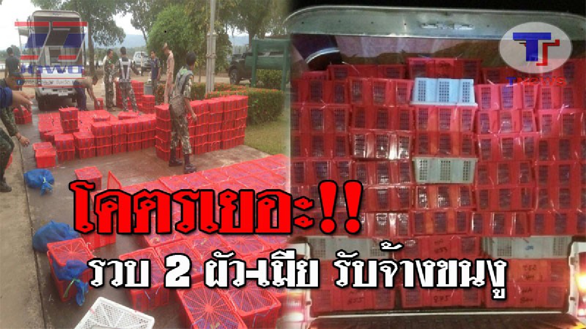 งานนี้ไม่รอดคุก..!! นรข.รัตนวาปี รวบคาหนังคาเขา หลัง 2 ผัวเมีย รับจ้างขนงูสิงและงูเห่า กว่า 1,893 ตัว เตรียมส่งขายประเทศเพื่อนบ้าน!? (คลิป)