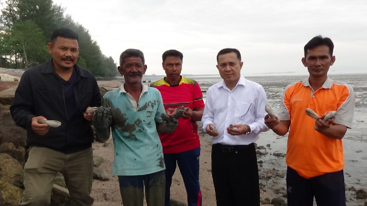 สตูลก็มีหอยพิม!! สมบูรณ์ตัวใหญ่ชาวบ้านแห่หารายได้งาม