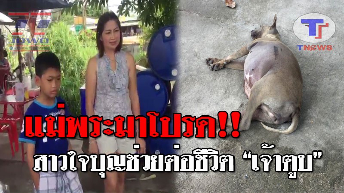 ตูบก็มีหัวใจ..!! สาวใจบุญช่วย “เจ้าเผือก” ตูบจรจัดป่วยท้องป่องพองโต แทบระเบิดร้องครวญคราง แจ้งกู้ภัยนำไปรักษา พร้อมออกค่าใช้จ่ายให้ (ชมคลิป)