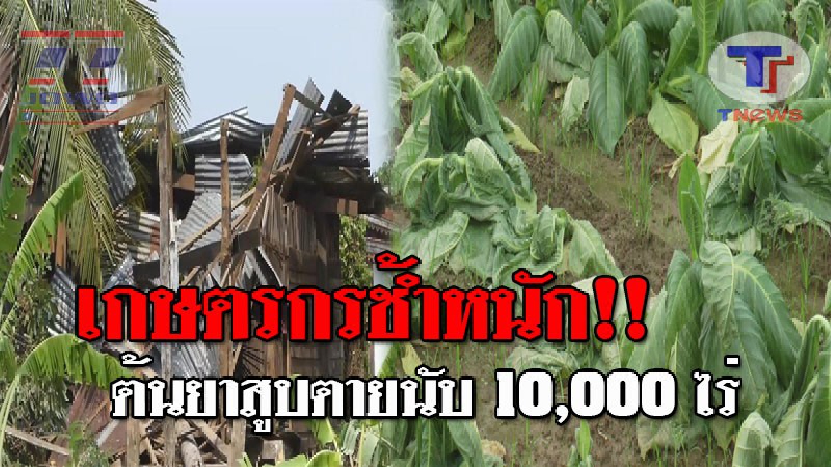 โคตรพายุมันมา..!! ฝนตกถล่มหนัก ทำต้นยาสูบรับน้ำเกิน เริ่มเหี่ยวเฉาและยืนต้น ตายนับ 10,000 ไร่ เกษตรกรสุดช้ำ เงินลงทุนเสียหายยับ!? (ชมคลิป)