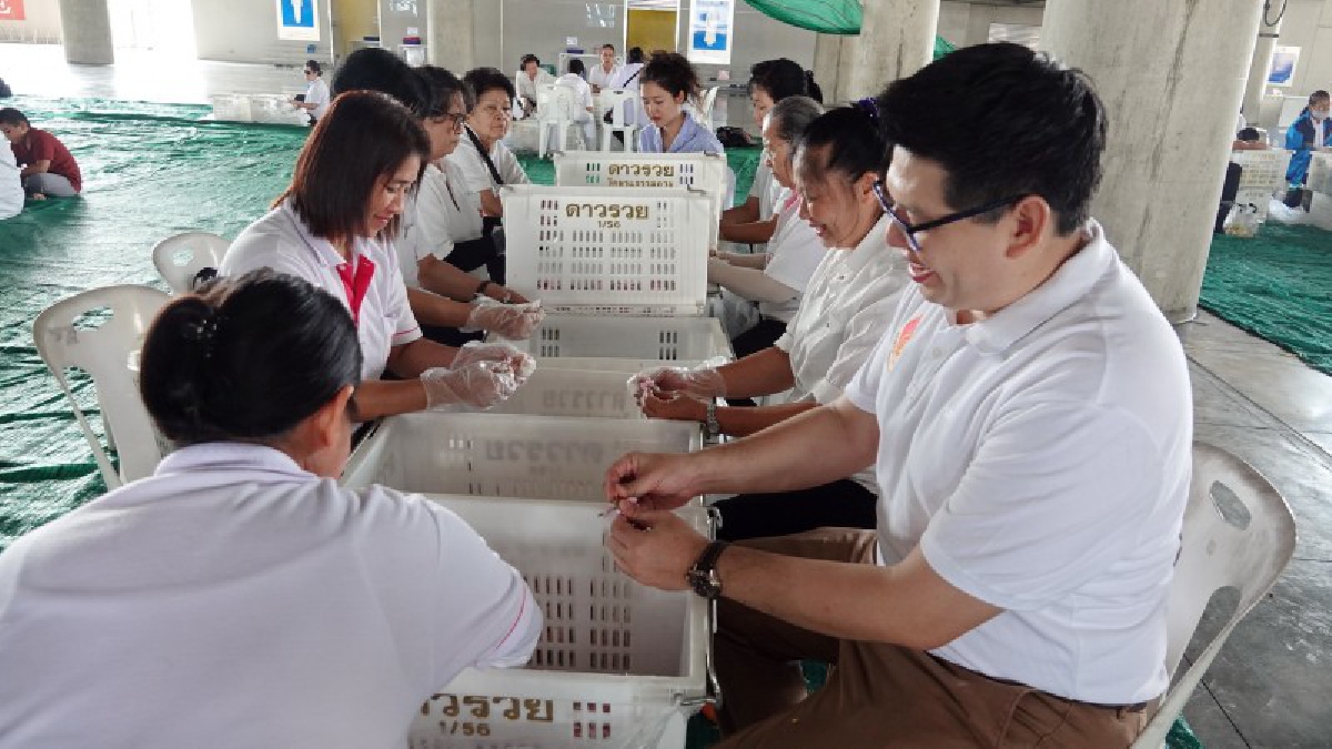 ปทุมธานี ศิษย์ธรรมกายร่วมปลิดดอกเบญจมาศร่วมกิจกรรมธรรมยาตราปีที่6 รักษ์บวรรักษ์ศีล5